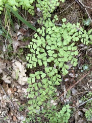 Adiantum shastense