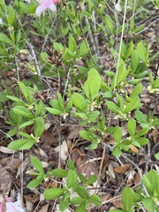 Rhododendron atlanticum