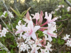 Rhododendron atlanticum