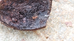 Strumigenys louisianae