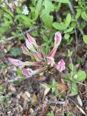 Rhododendron atlanticum