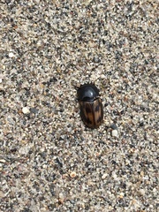 Chilothorax