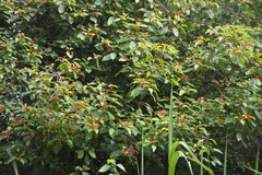 Hamelia patens