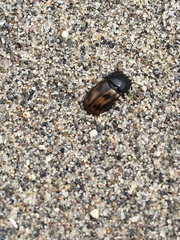 Chilothorax