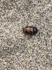 Chilothorax