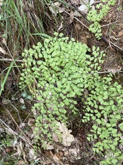 Adiantum shastense