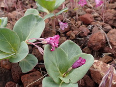 Cycladenia humilis