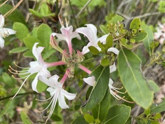 Rhododendron atlanticum