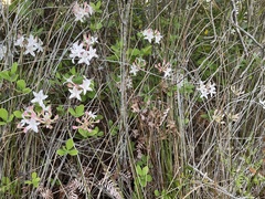 Rhododendron atlanticum