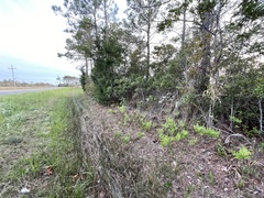 Rhododendron atlanticum