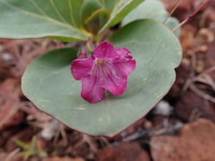 Cycladenia humilis