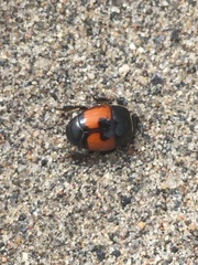 Spilodiscus instratus