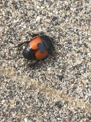 Spilodiscus instratus