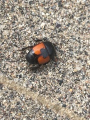 Spilodiscus instratus