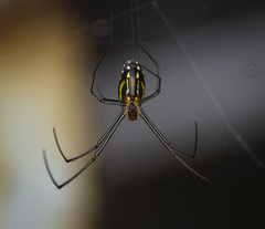 Leucauge
