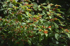 Hamelia patens