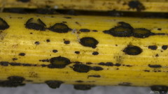 Rhytismataceae