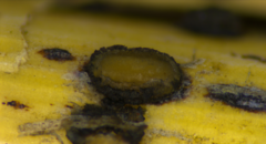 Rhytismataceae