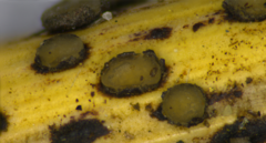 Rhytismataceae