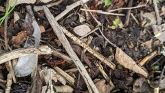 Rhytismataceae