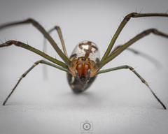 Leucauge