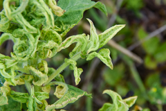 Heterotheca subaxillaris