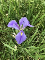 Iris giganticaerulea