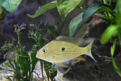 Threadfin Acara photo 2