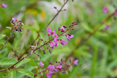Desmodium incanum