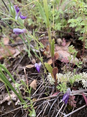 Collinsia linearis