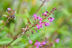 Desmodium incanum