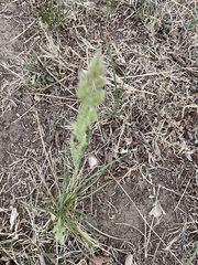Poa arachnifera