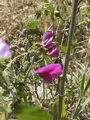 Lathyrus tingitanus