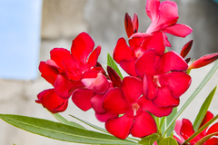 Nerium oleander