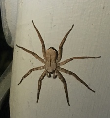 Selenops submaculosus