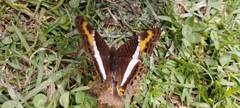 Adelpha corcyra corcyra