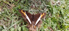 Adelpha corcyra corcyra