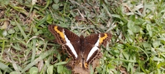 Adelpha corcyra corcyra