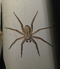 Selenops submaculosus