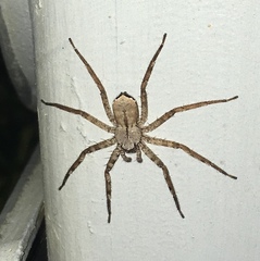 Selenops submaculosus