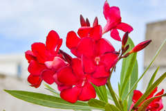 Nerium oleander