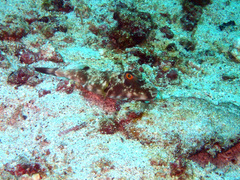 Sphoeroides lobatus