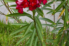 Nerium oleander