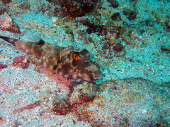 Sphoeroides lobatus