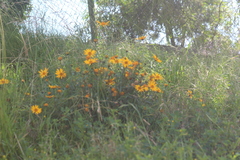 Viguiera pazensis