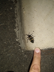 Sephina formosa