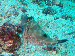 Sphoeroides angusticeps