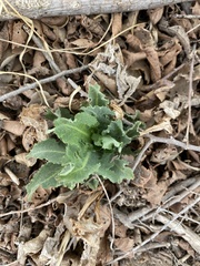 Phacelia integrifolia