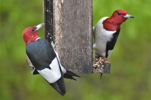 Red-headed Woodpecker, photo 8 of 9