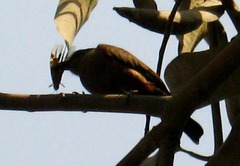 Pyrocephalus rubinus